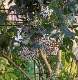 Mon Jardin & Ma Maison 776 JARDIN D'ÉTERNITÉ