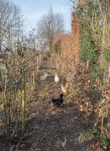 Mon Jardin & Ma Maison 776 AUXILIAIRES DE VIE