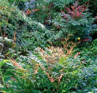 Mon Jardin & Ma Maison 776 3 CONSEILS POUR RÉUSSIR LES NANDINAS