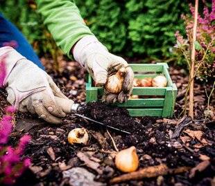 Mon Jardin & Ma Maison 776 C'est parti pour les bulbes