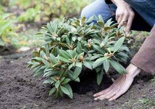 Mon Jardin & Ma Maison 776 Comment éviter l'emploi de terre de bruyère ?