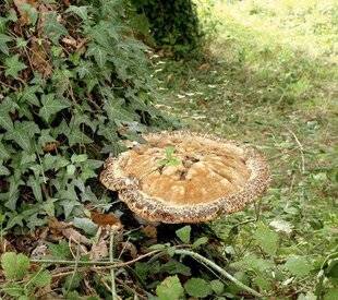 Mon Jardin & Ma Maison 776 Un surprenant polypore apparaît au pied du chêne