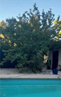 Mon Jardin & Ma Maison 776 Faire revenir les abricots
