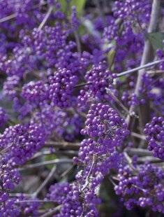 Mon Jardin & Ma Maison 776 CALLICARPA 'PROFUSION'