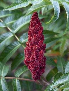 Mon Jardin & Ma Maison 776 SUMAC VINAIGRIER
