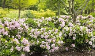 Mon Jardin & Ma Maison 780 RHODO POMPONNÉ