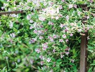 Mon Jardin & Ma Maison 780 Affirmez le jasmin !