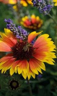 Mon Jardin & Ma Maison 780 LE MOT DU MOIS : FLEURS LIGULÉES