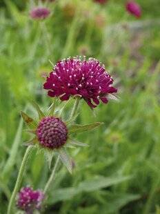 Mon Jardin & Ma Maison 780 Une vivace couleur framboise