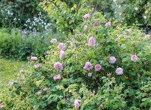 Mon Jardin & Ma Maison 780 Des rosiers plus jamais malades !