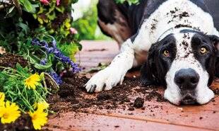 Mon Jardin & Ma Maison 780 Jardiner avec un chien…