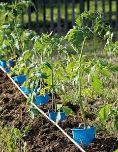 Mon Jardin & Ma Maison 780 Quand planter les légumes d'été ?