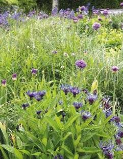 Mon Jardin & Ma Maison 780 Plantations sur fosse septique