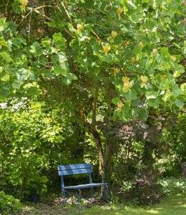 Mon Jardin & Ma Maison 781 LA PASSION DES ROSES SELON MIREILLE