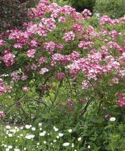 Mon Jardin & Ma Maison 781 ET SI L’ON CULTIVAIT MIEUX LE NATUREL ?
