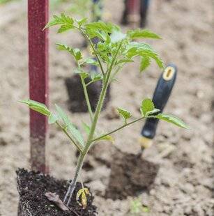 Mon Jardin & Ma Maison 781 C'est l'heure des tomates