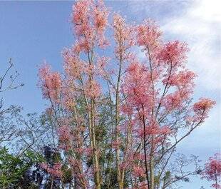 Mon Jardin & Ma Maison 781 Un printemps en rose fluo