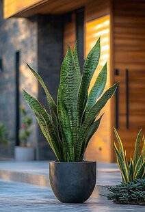 Mon Jardin & Ma Maison 781 SORTEZ VOS PLANTES D'INTÉRIEUR