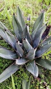 Mon Jardin & Ma Maison 781 PLANTES RÉPULSIVES