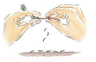 Mon Jardin & Ma Maison 781 Multiplier les succulentes