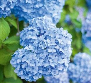 Mon Jardin & Ma Maison 781 Hortensia bleu : le défiargileux !