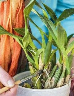 Mon Jardin & Ma Maison 781 Orchidées mutilées : un ravageur insaisissable ?