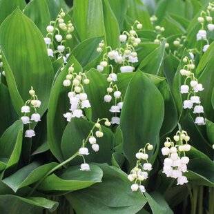 Mon Jardin & Ma Maison 781 Pourquoi certaines plantes sont toxiques ?