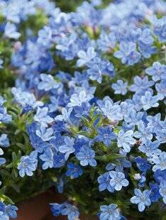 Mon Jardin & Ma Maison 781 GRÉMIL 'HEAVENLY BLUE'