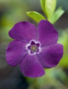 Mon Jardin & Ma Maison 781 PETITE PERVENCHE 'ATROPURPUREA'
