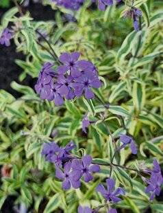 Mon Jardin & Ma Maison 781 PHLOX 'BLUE RIBBONS'
