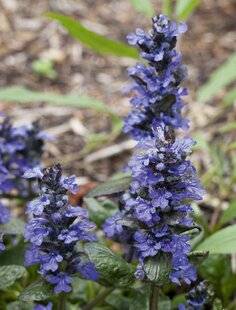Mon Jardin & Ma Maison 781 BUGLE RAMPANTE 'CATLIN'S GIANT'