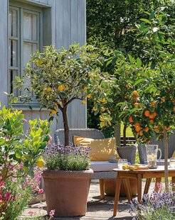 Mon Jardin & Ma Maison 782 EN POT, LE JARDIN EST AUSSI BEAU