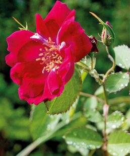 Mon Jardin & Ma Maison 782 Quand le jardinier voit rouge…