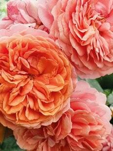 Mon Jardin & Ma Maison 782 Encourager la floraison des rosiers