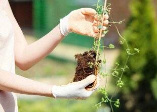 Mon Jardin & Ma Maison 782 Pour les grimpantes, il est encor e temps