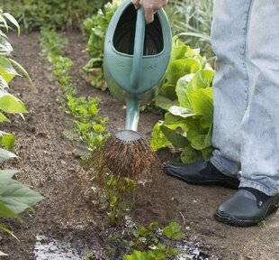 Mon Jardin & Ma Maison 782 Coup de pouce pour les poussifs
