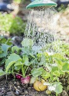 Mon Jardin & Ma Maison 782 Des radis qui tiennent le choc
