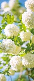 Mon Jardin & Ma Maison 782 NETTOYEZ LES BOULES DE NEIGE