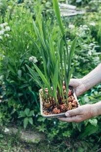 Mon Jardin & Ma Maison 782 Le mot du mois : GLAÏEUL