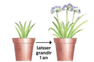 Mon Jardin & Ma Maison 782 Planter des agapanthes dans le Nord
