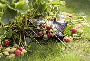 Mon Jardin & Ma Maison 782 Punaises… Pas de fraises !
