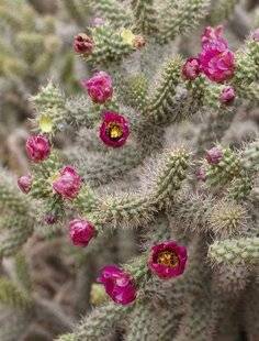 Mon Jardin & Ma Maison 782 Pour bien accueillir un cactus