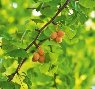 Mon Jardin & Ma Maison 782 Ginkgo biloba : faut-il oser goûter ses fruits ?