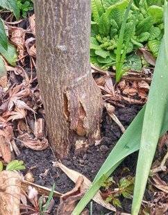 Mon Jardin & Ma Maison 782 Nécrose basale : surveiller sans s'alarmer