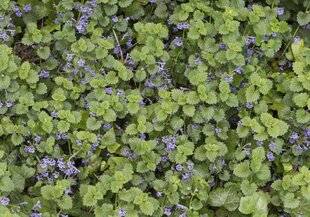 Mon Jardin & Ma Maison 782 Gléchome : on arrache ou on accepte ?