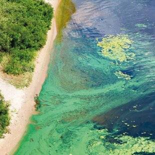 Mon Jardin & Ma Maison 782 Pourquoi les cyanobactéries prolifèrent dans l'eau durant l'été ?
