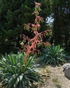 Mon Jardin & Ma Maison 782 BESCHORNERIA YUCCOIDES