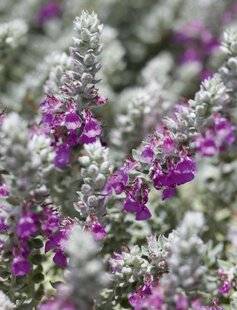 Mon Jardin & Ma Maison 782 TEUCRIUM MARUM