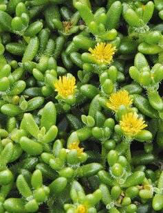 Mon Jardin & Ma Maison 782 DELOSPERMA ECHINATUM