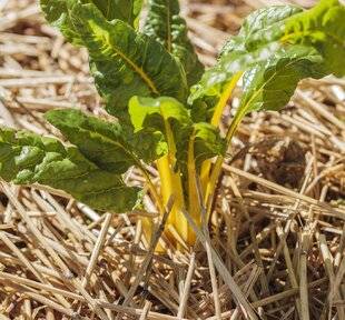 Mon Jardin & Ma Maison 783 Paillis pour tous